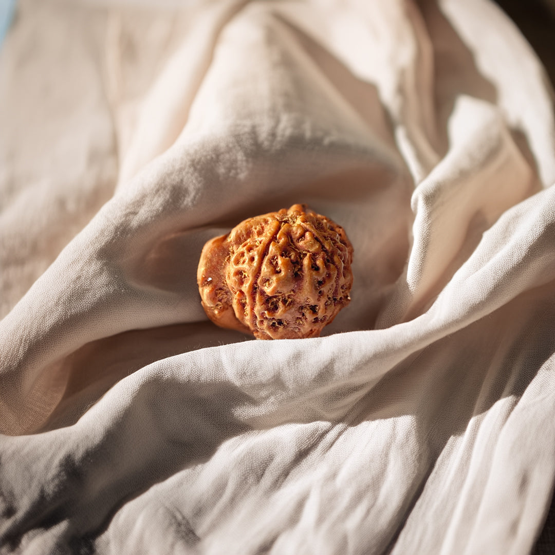 Ganesh Mukhi Rudraksha- .