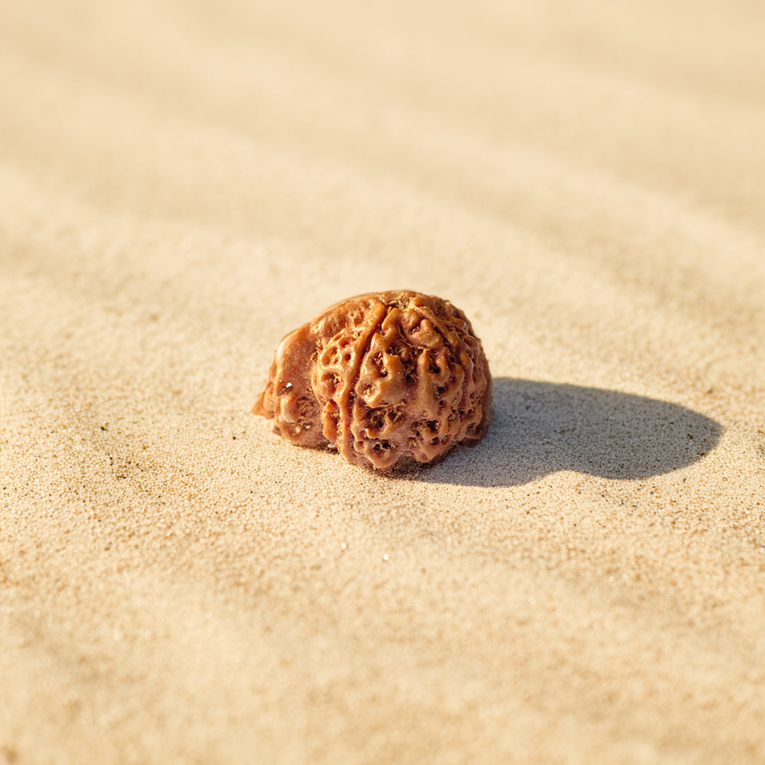 Ganesh Mukhi Rudraksha- .