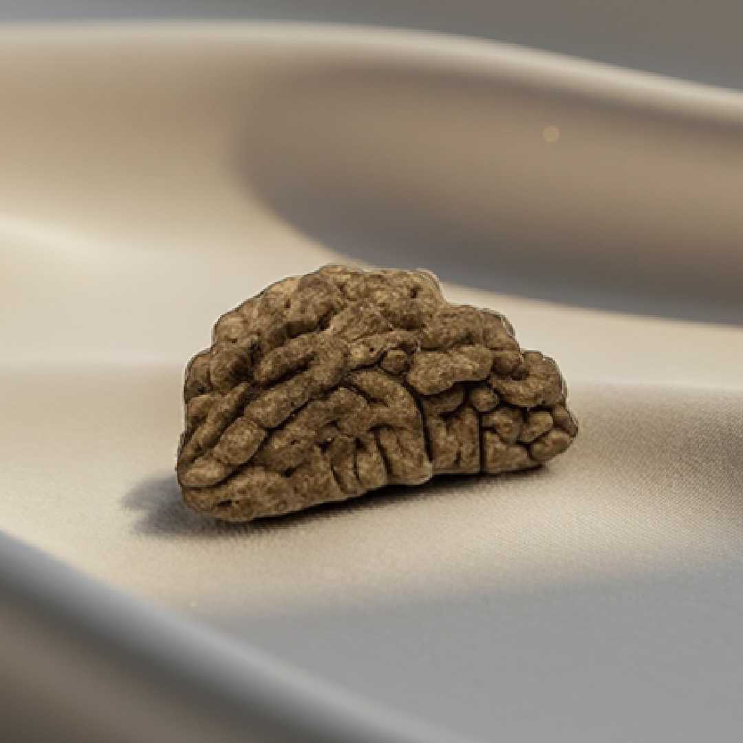 Ek Mukhi Rudraksha 