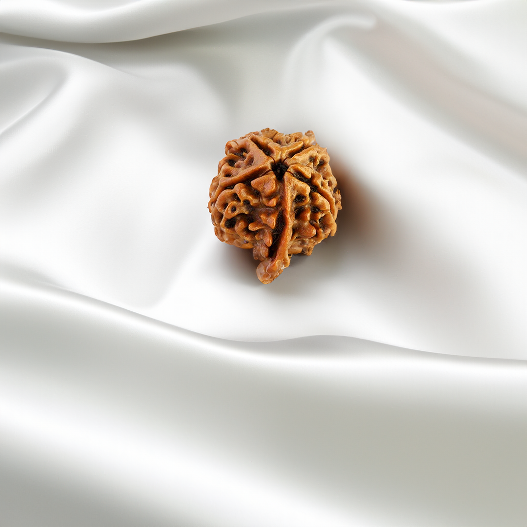 Ganesh Mukhi Rudraksha- .